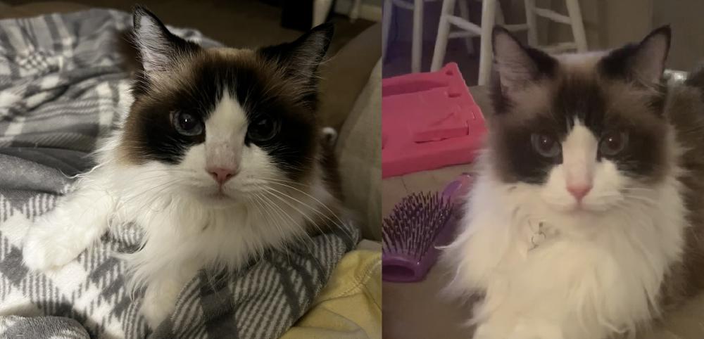 Image of Chanel London, Lost Cat