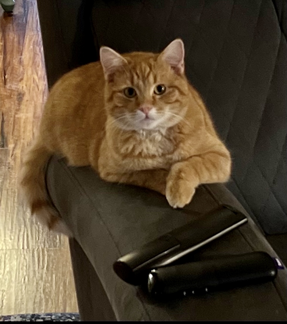 Image of CheddarBo, Lost Cat
