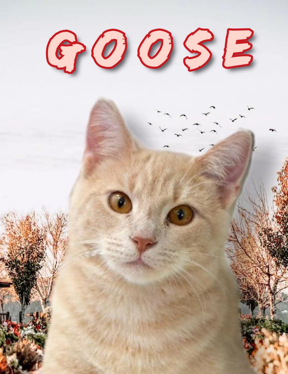 Image of Goose, Lost Cat