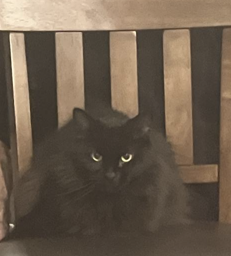 Image of Chonk, Lost Cat