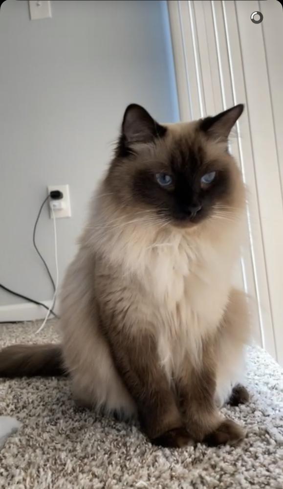 Image of Kalvyn, Lost Cat