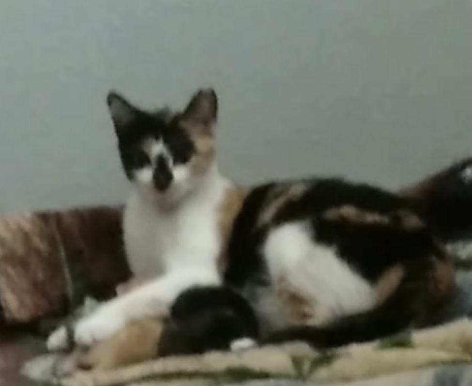 Image of Gotita, Lost Cat