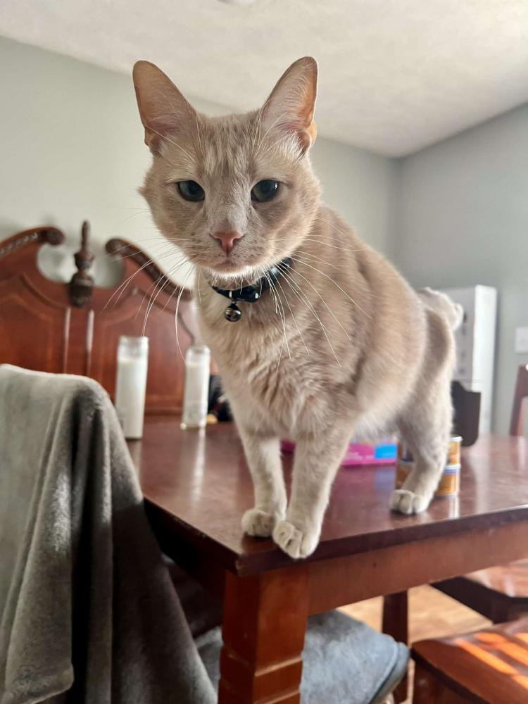 Image of Alphonse, Lost Cat