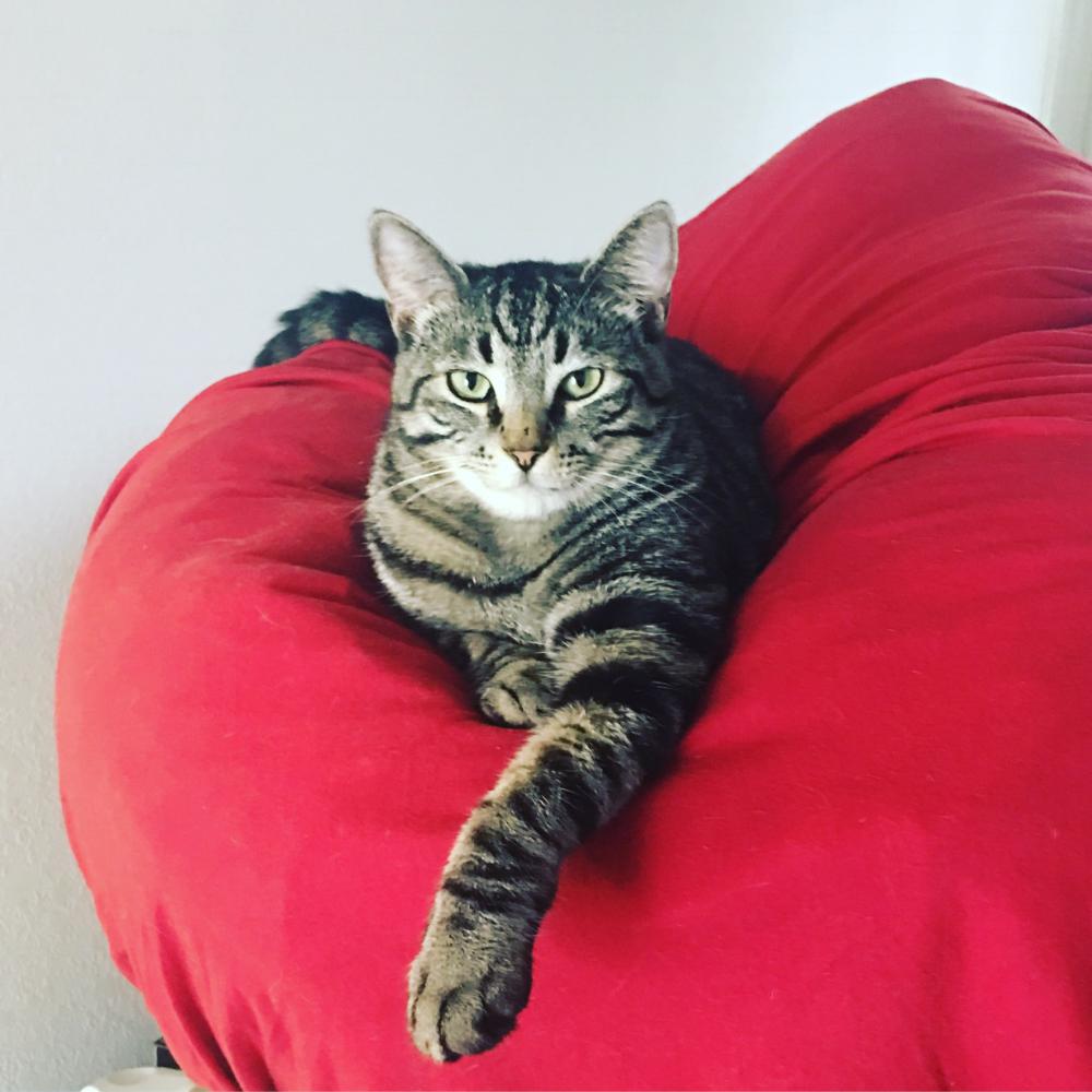 Image of Lucious, Lost Cat