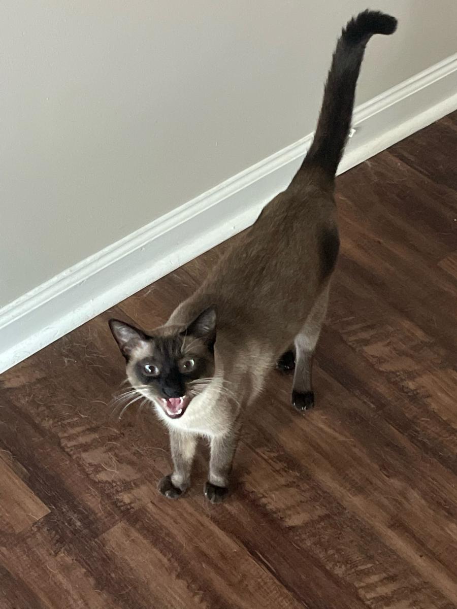 Image of Stinky or Sir, Lost Cat