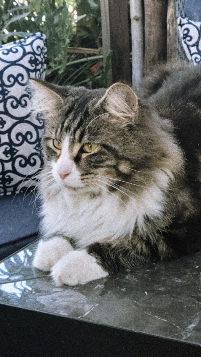 Image of Woodlen, Lost Cat