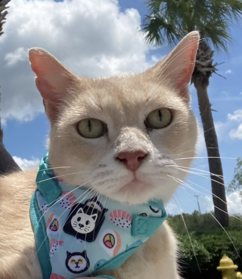 Image of Mr kitty, Lost Cat