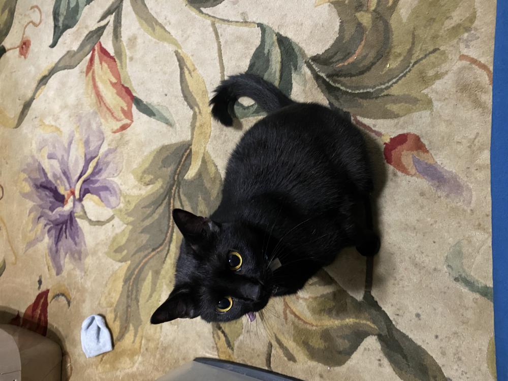 Image of Minion, Lost Cat
