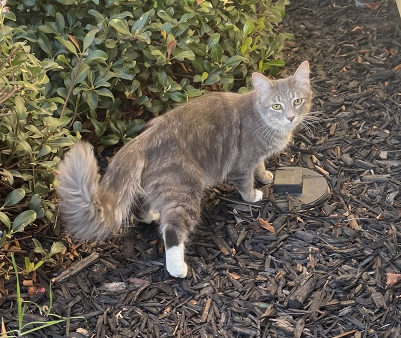Image of Furby, Lost Cat
