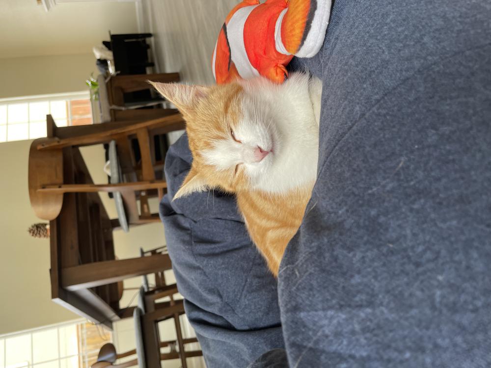 Image of Ginger - onnnneeeè, Lost Cat