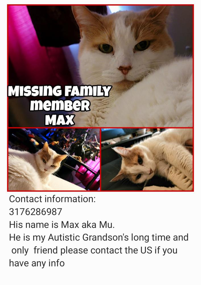 Image of MAX, Lost Cat