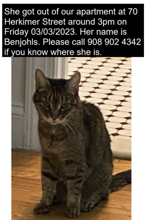 Image of Benjohls, Lost Cat