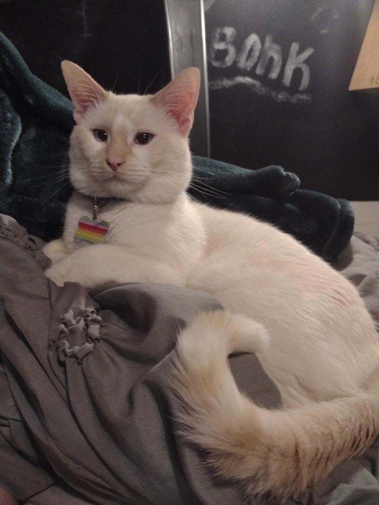 Image of mr.marshmallow, Lost Cat
