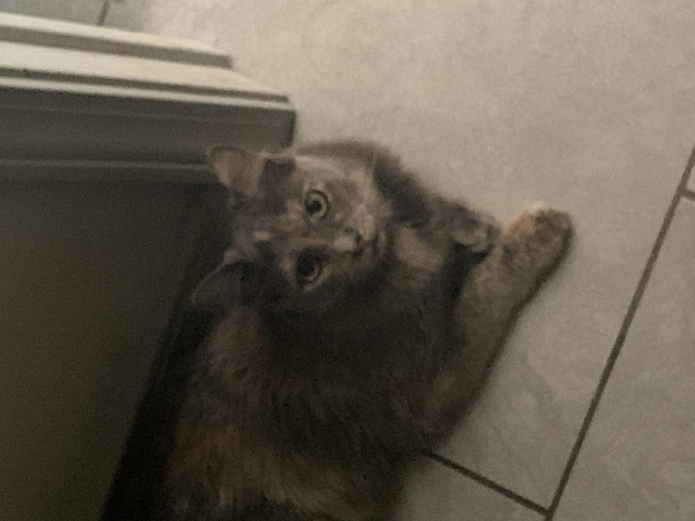 Image of Chandra, Lost Cat