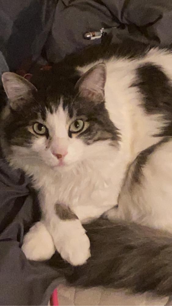 Image of Leif, Lost Cat