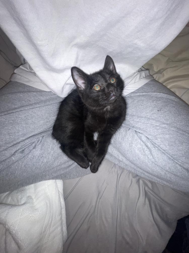 Image of Bullet, Lost Cat