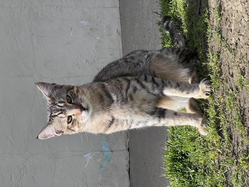 Image of Binx, Lost Cat