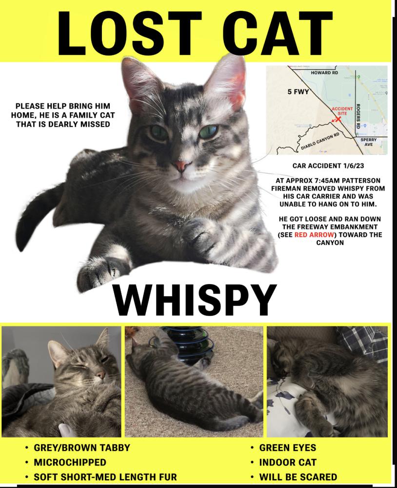 Image of Whispy, Lost Cat