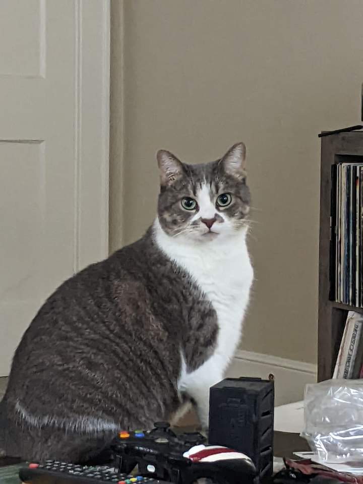 Image of Cricket, Lost Cat