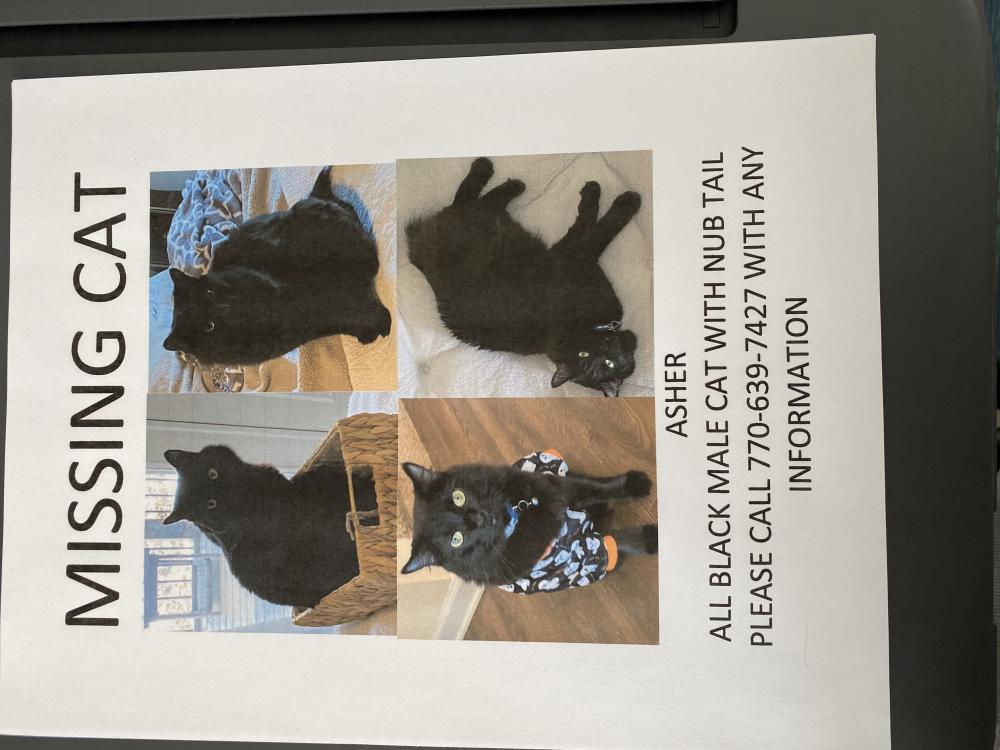 Image of Asher, Lost Cat