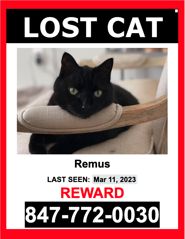 Image of Remus, Lost Cat