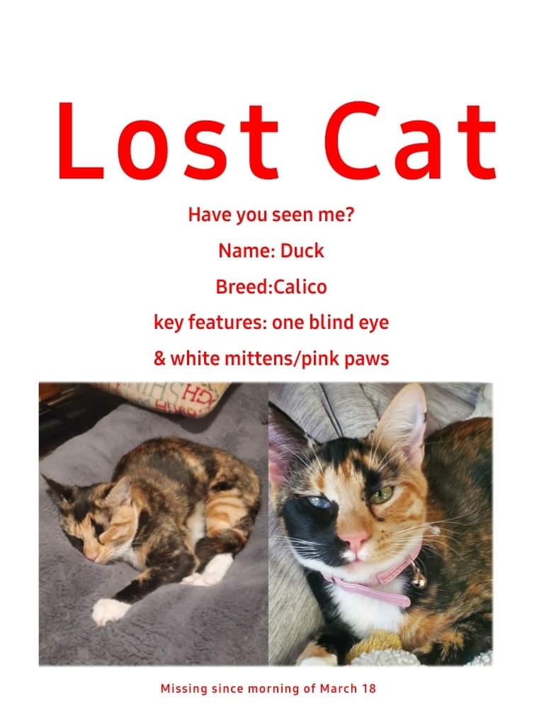 Image of Duck, Lost Cat
