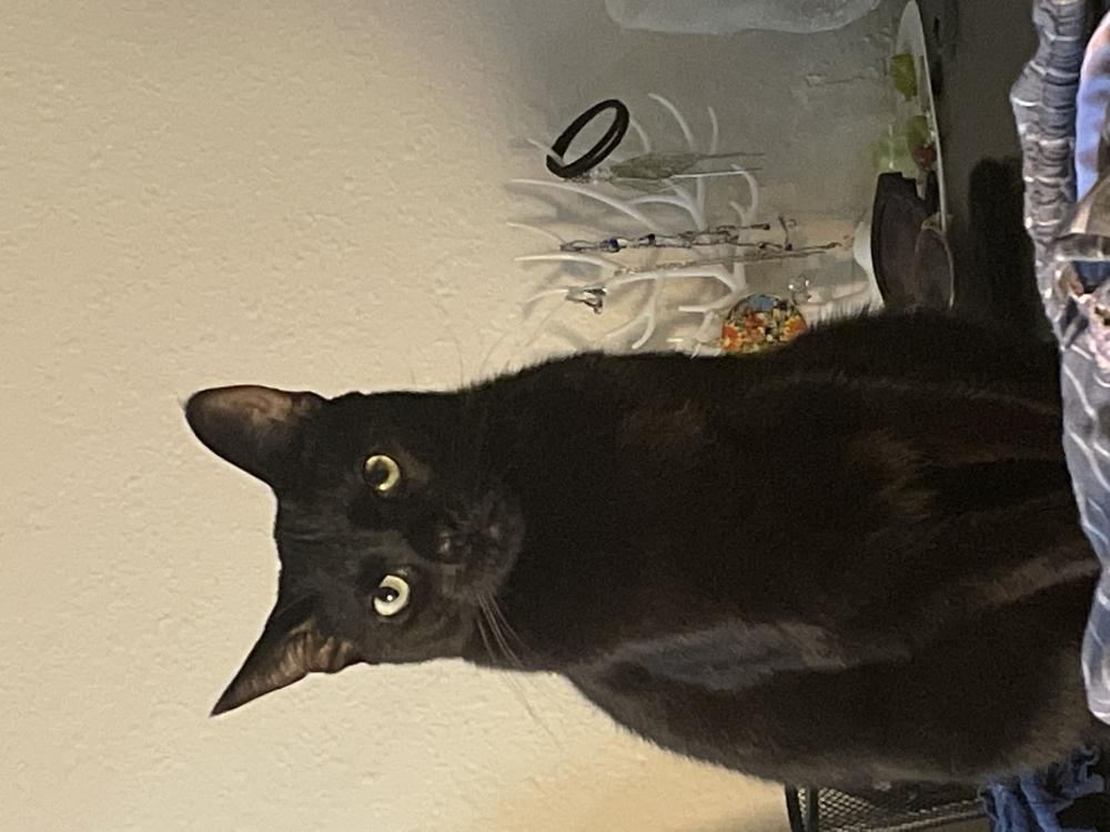 Image of Onyx, Lost Cat