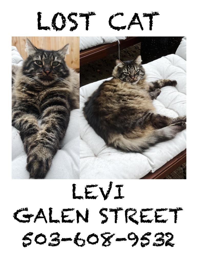 Image of Levi, Lost Cat