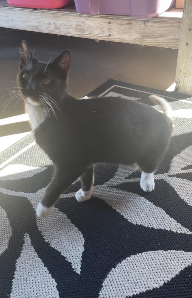 Image of boots, Lost Cat