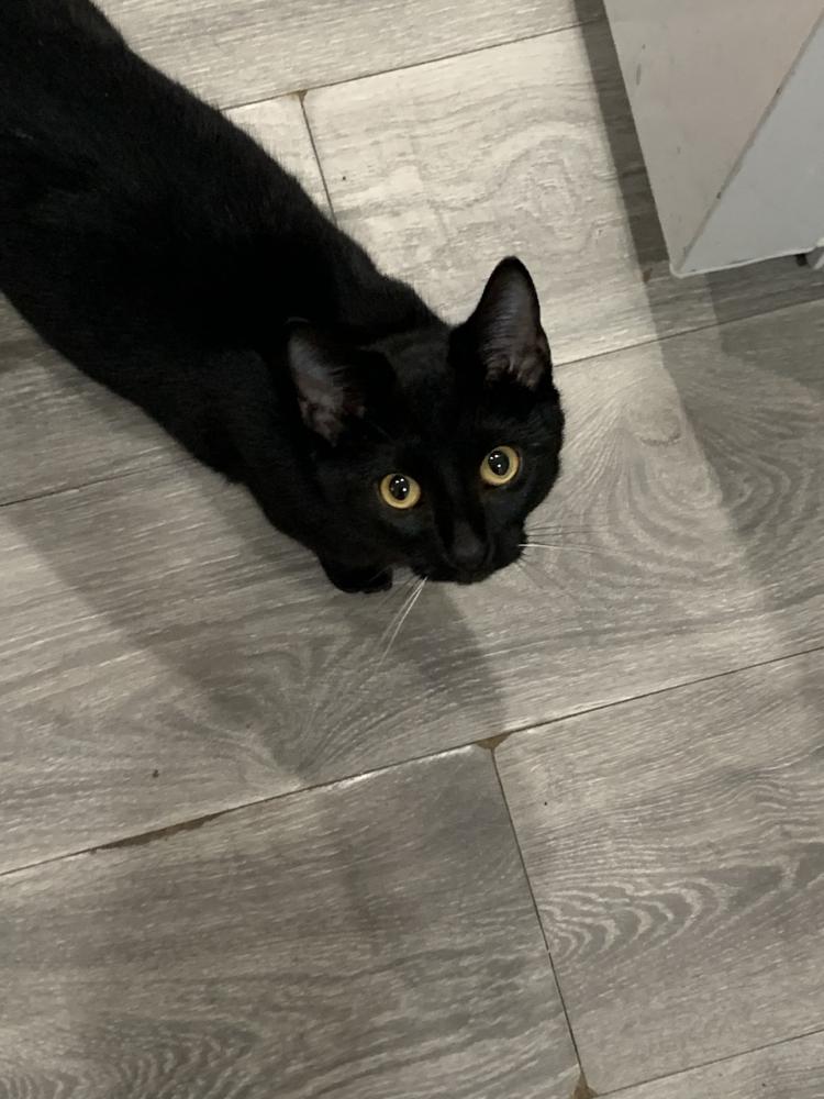 Image of Negra, Lost Cat