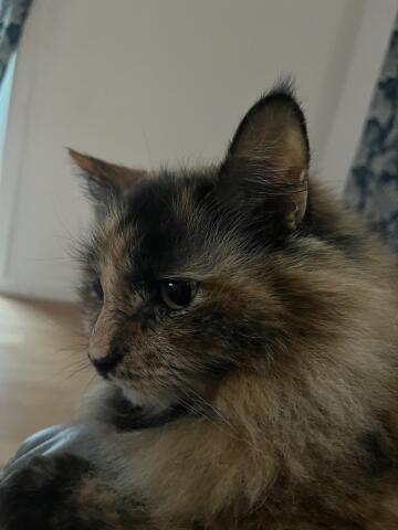 Image of Foxy, Lost Cat