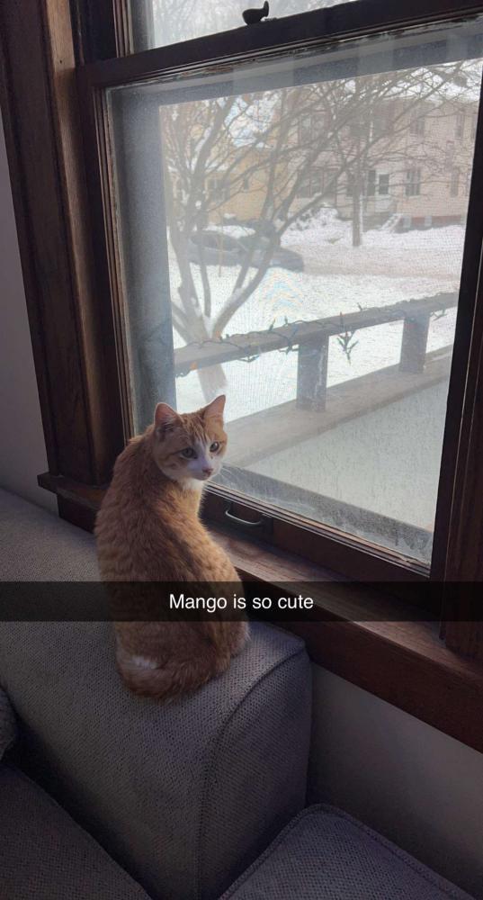 Image of mango, Lost Cat
