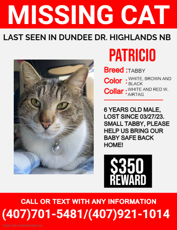 Image of Patricio, Lost Cat