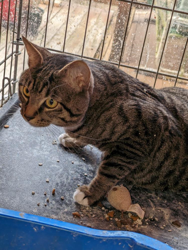Image of Tabby male, Found Cat