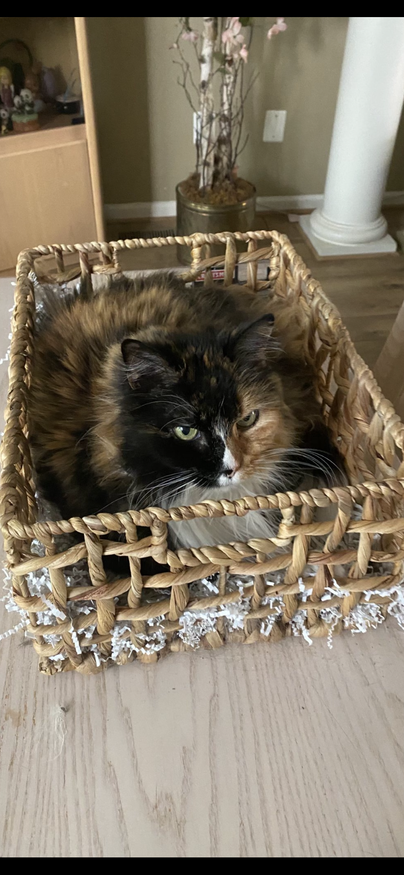 Image of Kat, Lost Cat