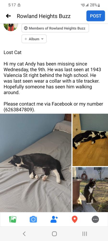 Image of Andy, Lost Cat