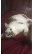 Image of Cow Kitty, Lost Cat