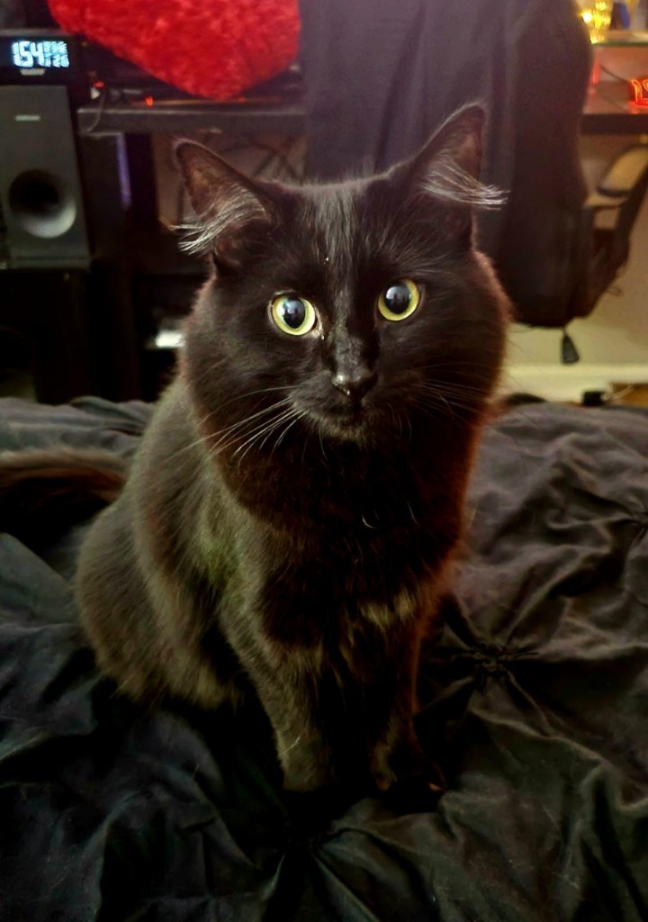 Image of Pickles, Lost Cat