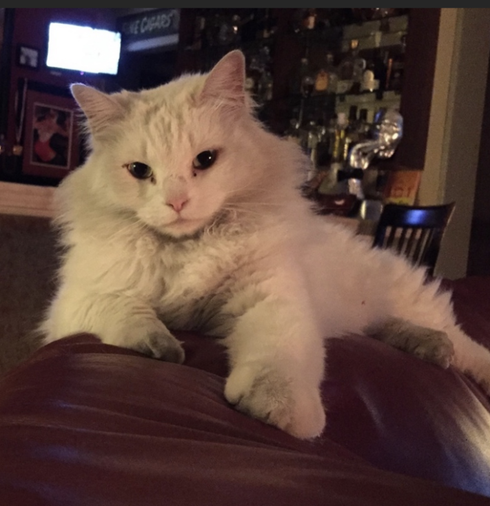Image of SnowWhite, Lost Cat