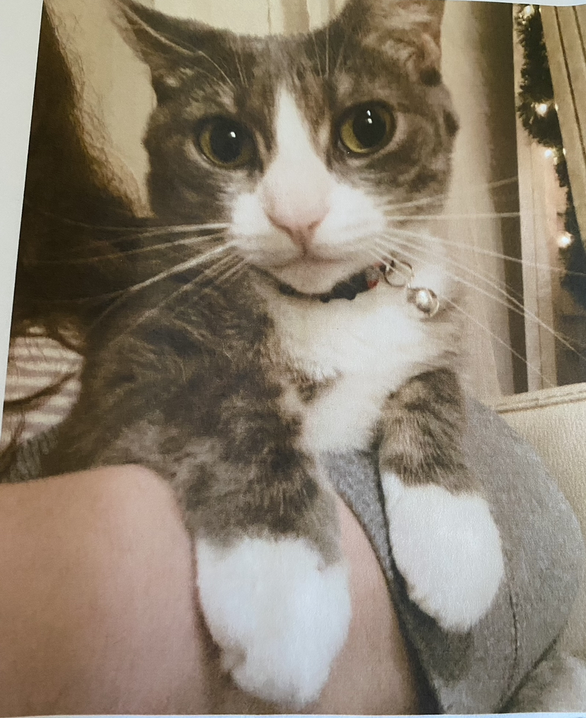 Image of Misty, Lost Cat