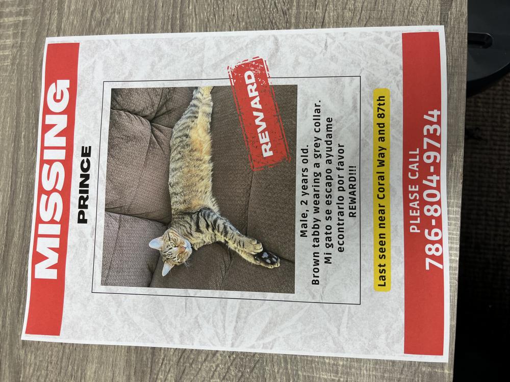 Image of Prince, Lost Cat