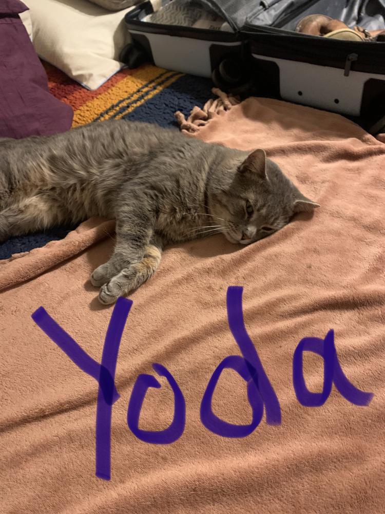 Image of Yoda, Lost Cat