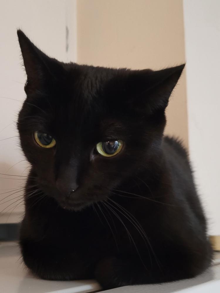 Image of Tobi, Lost Cat