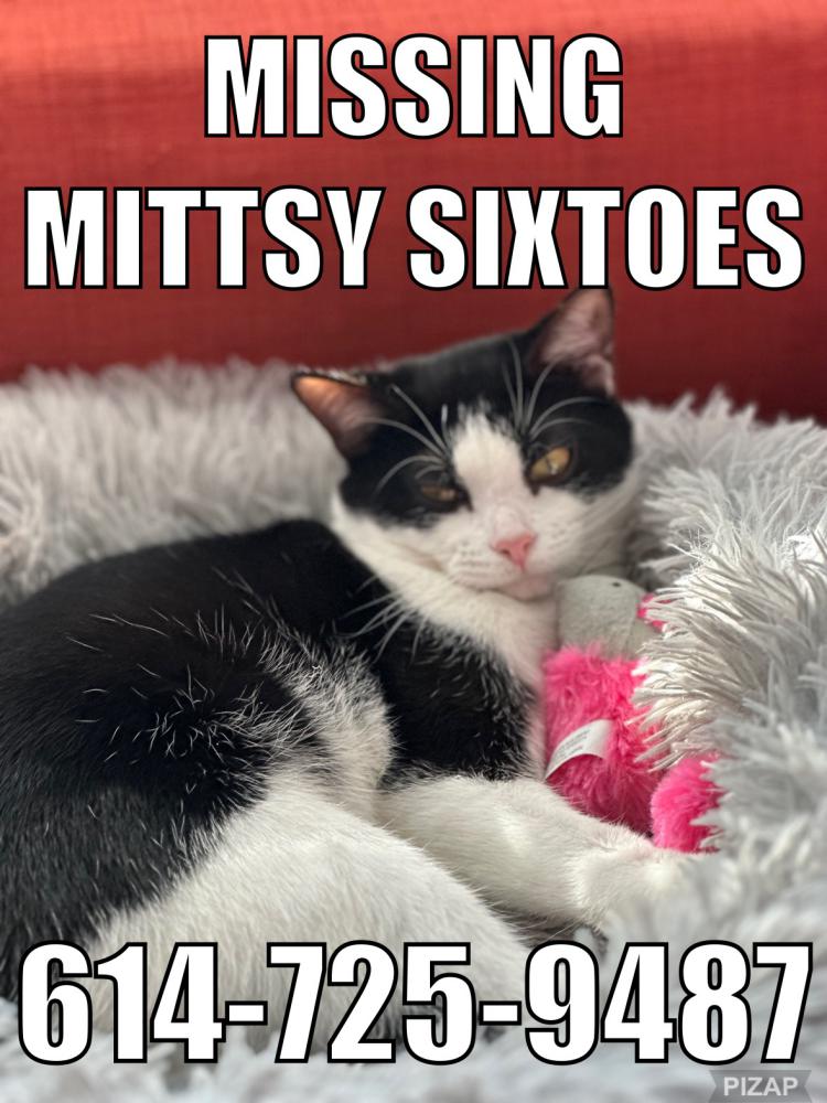 Image of Mittsy, Lost Cat