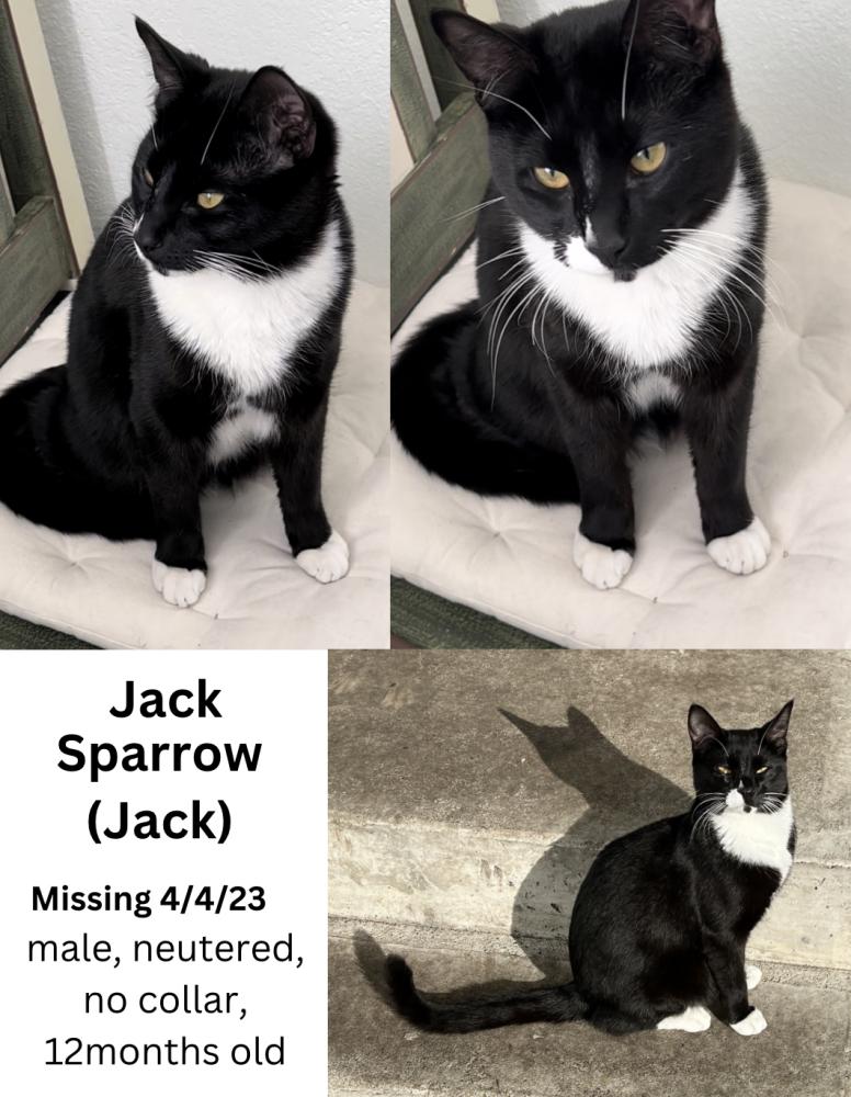 Image of Jack (Jack Sparrow), Lost Cat