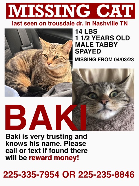 Image of Baki, Lost Cat