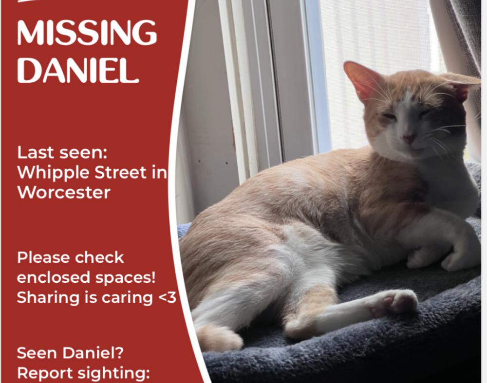 Image of Daniel, Lost Cat
