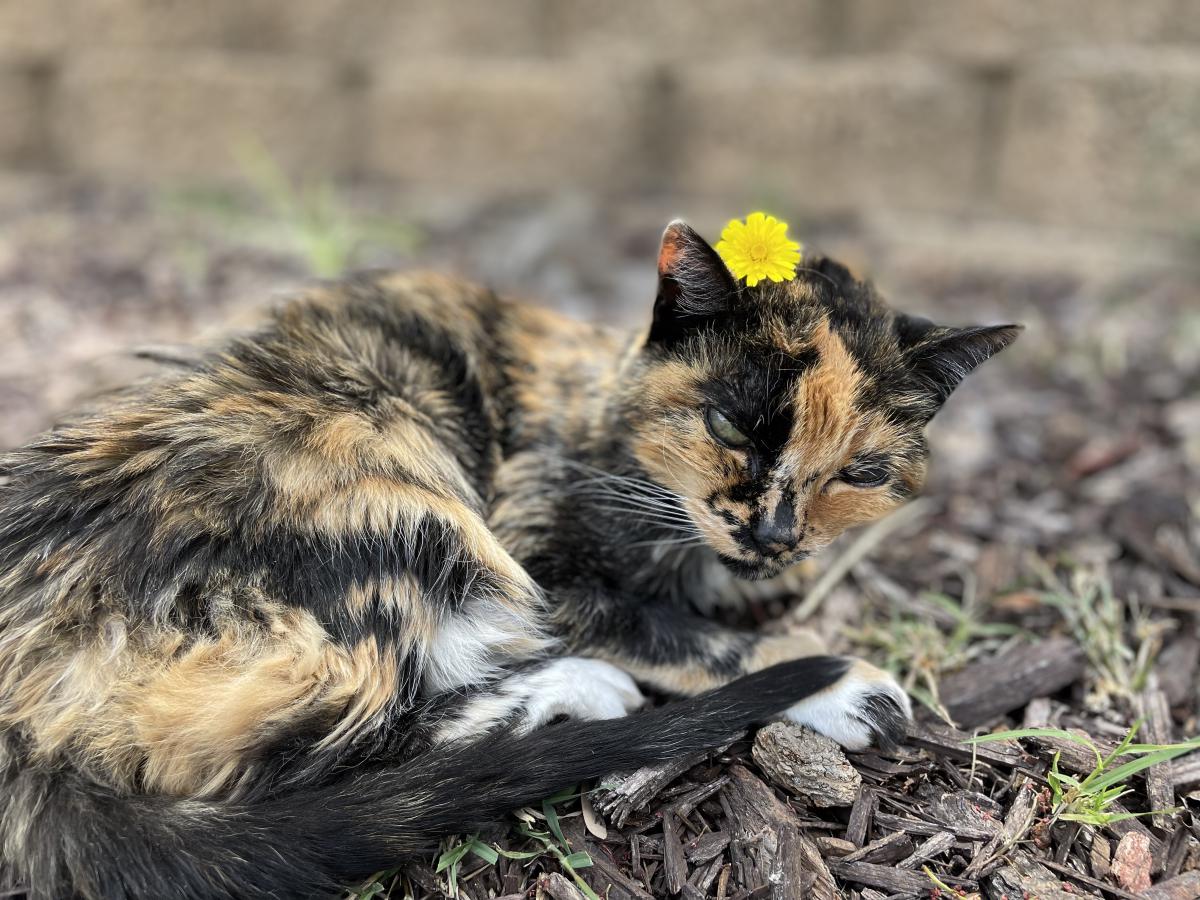 Image of Ivy Stevenson, Lost Cat