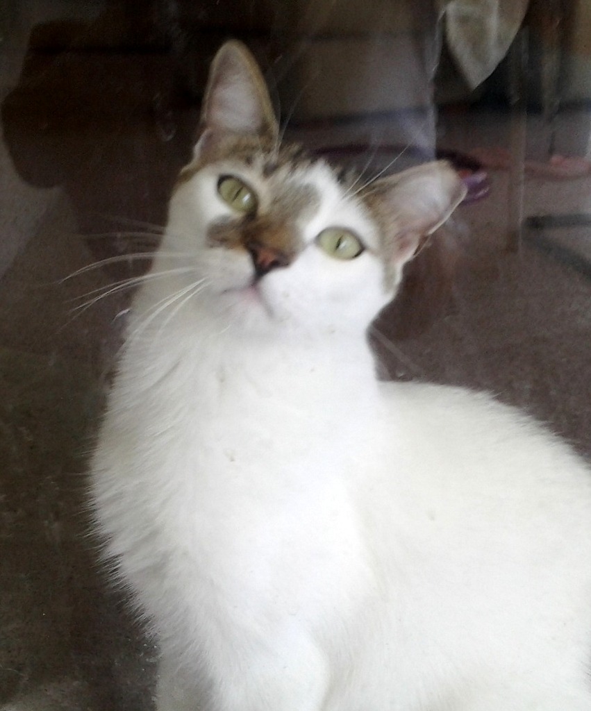 Image of Shilo, Lost Cat