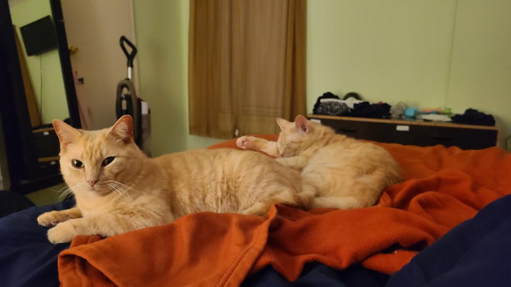 Image of Uber and Ickabod, Lost Cat